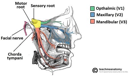 The Mandibular Division of the Trigeminal Nerve (CNV3) - TeachMeAnatomy