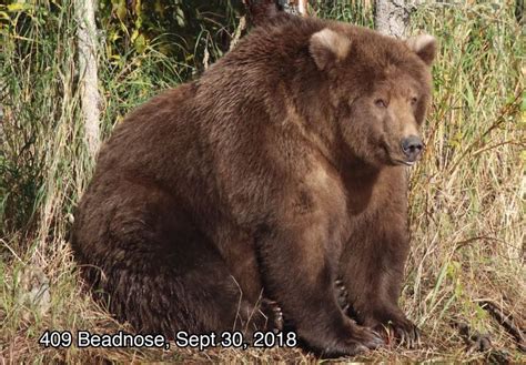 ‘No fat shaming’: Vote for the most rotund Katmai bear during Fat Bear ...