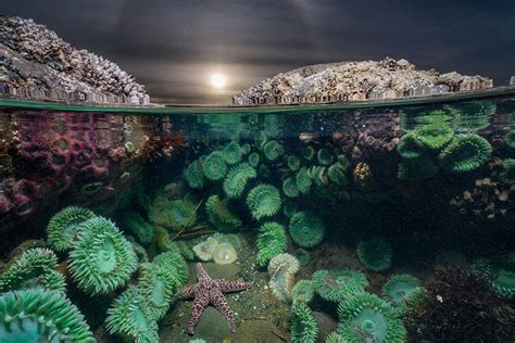 Best Underwater Photos of 2016 by National Geographic - Michael Andrew ...