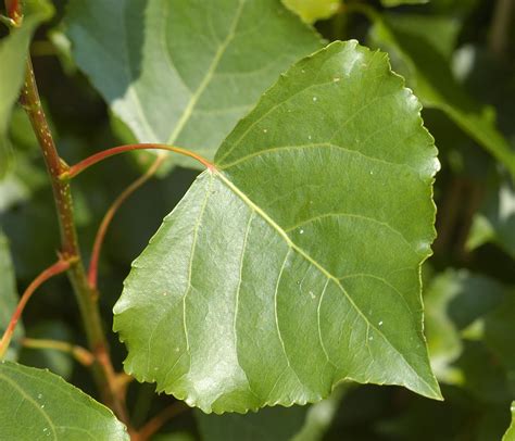 Trees Planet: Populus nigra - Black Poplar