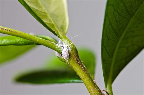 How to Get Rid of Mealybugs on Plants