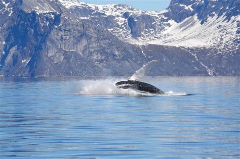 Whale Watching in Greenland – close to the marine mammals | Visit Greenland