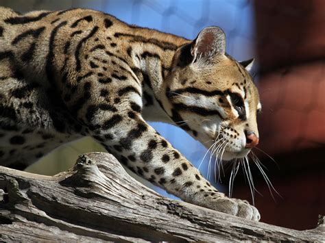 Ocelot| Alexandria Zoo