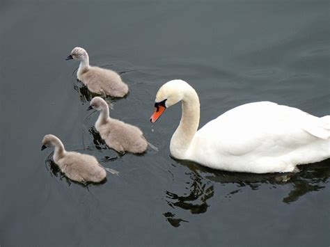 Amazing Swan Facts For Kids 2023 (Habitat, Diet & More)