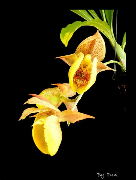 Catasetum Hybrid ต้นที่ 4