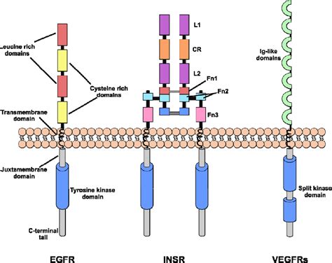 Figure 1 from Receptor tyrosine kinase structure and function in health ...