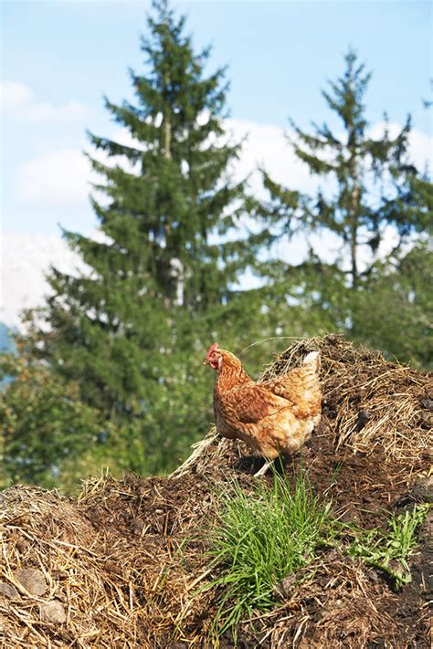 How to use chicken poo (safely) in the garden