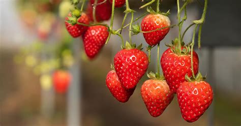 35 of the Best Strawberry Varieties for Home Gardeners | Gardener's Path