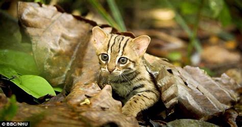 Worlds Tiniest Wildcat Could Fit In The Palm Of Your Hand | Free ...