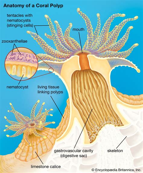 Polyp | Cnidarian, Coral & Sea Anemone | Britannica