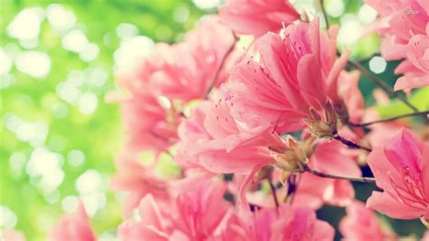 🔥 [50+] Peach Blossom Wallpapers | WallpaperSafari