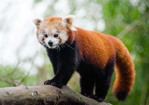 Sikkim Animals Name - Sikkim Wildlife 8 National Parks And Sanctuaries ...