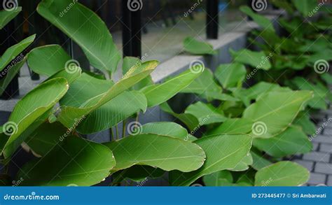 Calathea lutea stock image. Image of green, plants, outdoor - 273445477