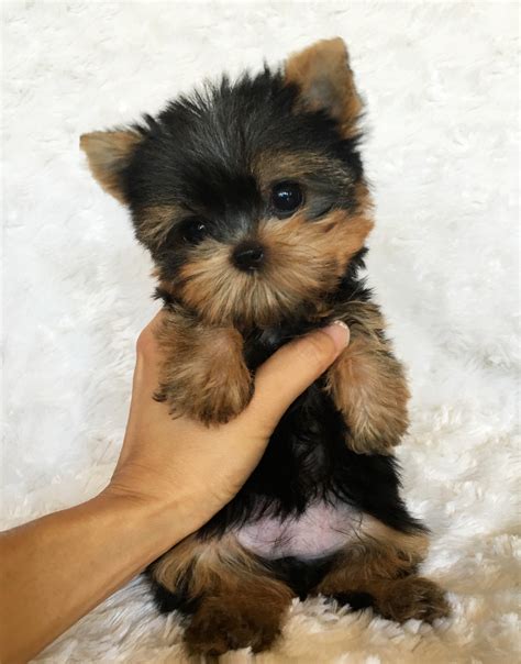 Micro Yorkie Tiny! | iHeartTeacups