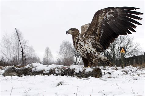 Chernobyl: Wolves, eagles and other wildlife thriving in exclusion zone ...