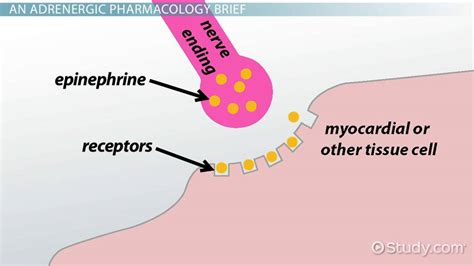 Atenolol Mechanism Of Action Famous Brand | gbu-presnenskij.ru