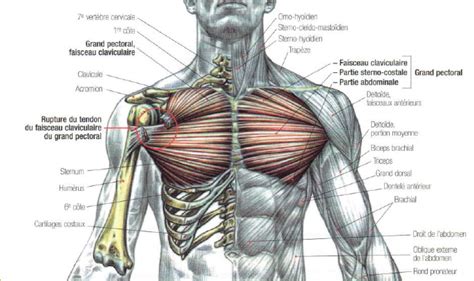 Rupture Of The Pectoralis Major