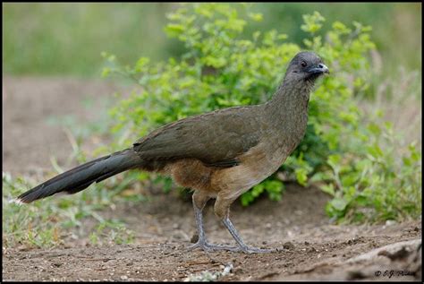 Plain Chachalaca Page | Pet birds, Winter bird, Animals