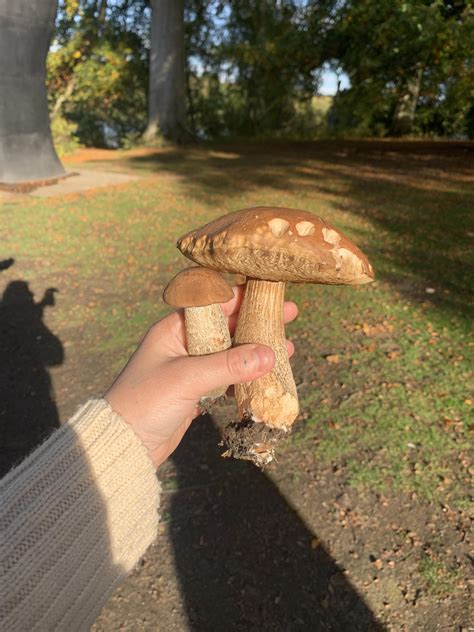 Edible bolete? : r/mushroomID