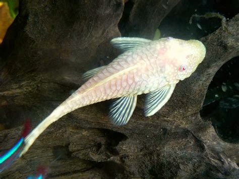 Albino Bristlenose Pleco - Complete Guide To Care, Breeding, Tank Size ...