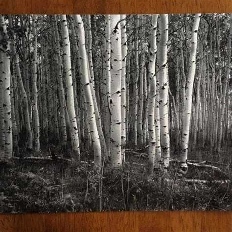 Aspen Photography Black and White Aspen Trees Photo Aspen | Etsy