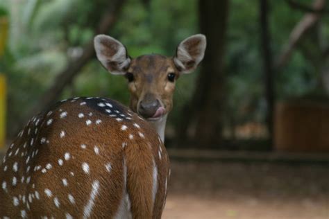 Guindy National Park, chennai, India - Top Attractions, Things to Do ...