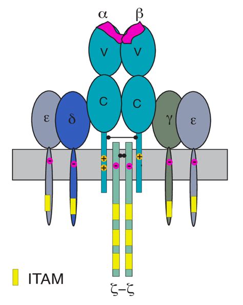 The TCR-CD3 complex. V and C represent variable and constant domains ...