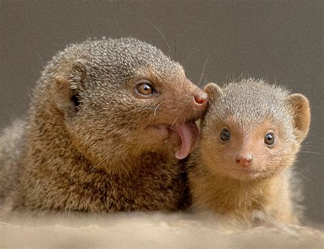 Dwarf Mongoose | San Diego Zoo Animals & Plants