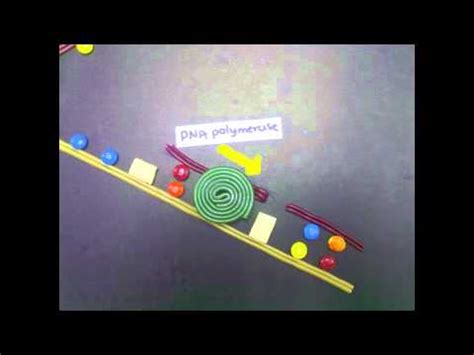 DNA replication- Great Video! - YouTube