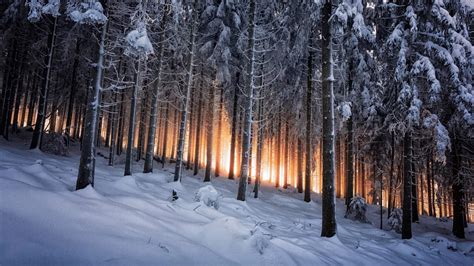 Winter Forest Wallpapers - Wallpaper Cave