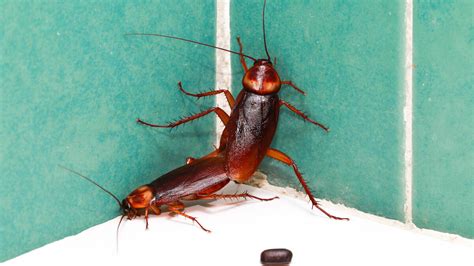 Four Signs That You Have an American Cockroach Infestation - Drive-Bye ...