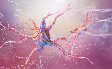 🥇Estructura de una sinapsis