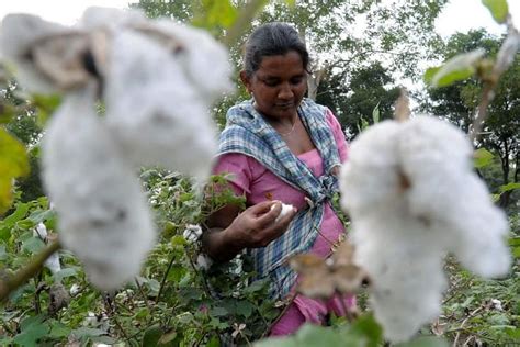 How Bt Cotton Transformed Cotton Farming In India