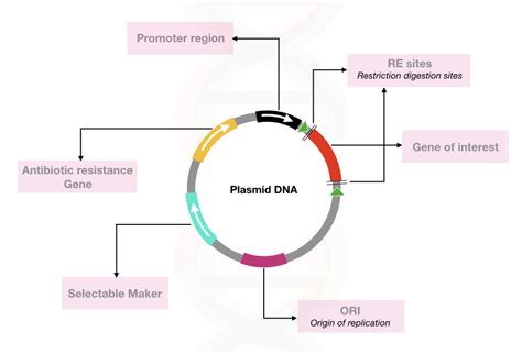 What Is Genetic Engineering?- Definition, Types, Process And Application