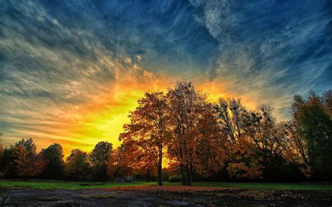 Download Tree Fall Nature Sunset HD Wallpaper