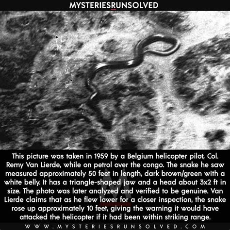 The Giant Congo Snake | Scary facts, True interesting facts, Wtf fun facts