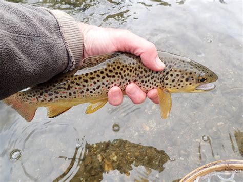 South Platte River | Dave Weller's Fly Fishing Blog