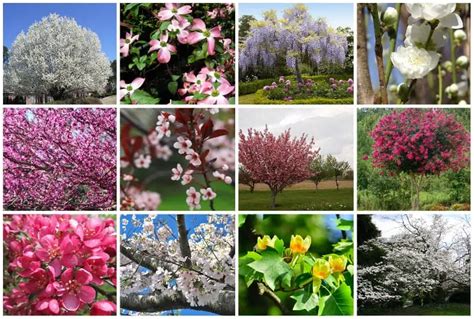 16 Stunning USDA Zone 6 Ornamental Flowering Trees