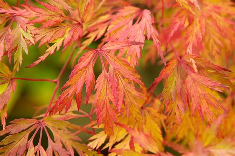 Acer palmatum var. dissectum - BBC Gardeners World Magazine