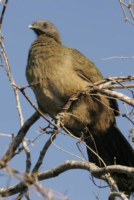 Plain Chachalaca - Ortalis vetula - NatureWorks