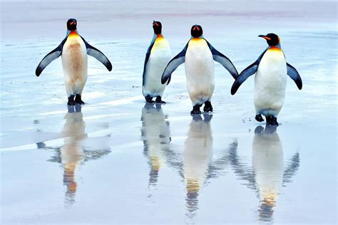 Penguins Desktop Wallpaper (79+ images)