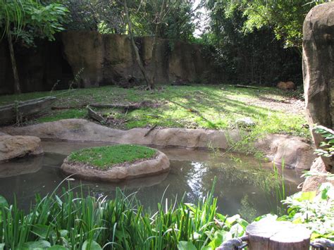 Capybara/Giant Anteater Habitat - ZooChat