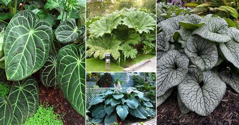 28 Big Leaf Outdoor Plants | Large Foliage Plants