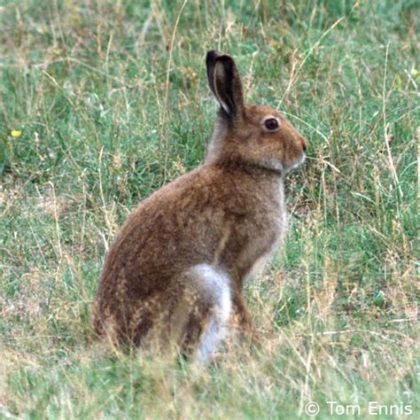 Lepus timidus hibernicus Irish Hare :: Northern Ireland's Priority ...