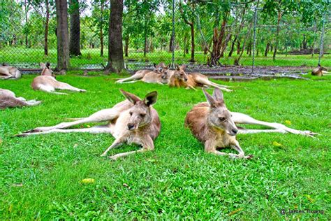 James Photography: Lone Pine Koala Sanctuary, Brisbane, Queensland ...