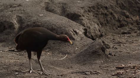 Rare footage of megapode birds laying eggs in volcano ash-covered ...