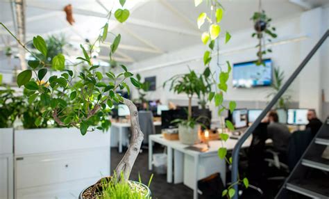 How office plants help us to improve wellbeing