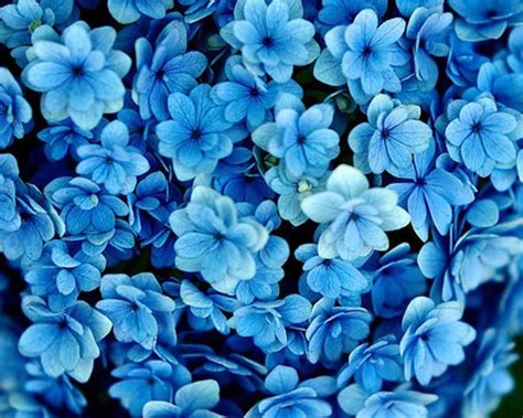 Download Tumblr Blue Flowers Background Top View Shot | Wallpapers.com