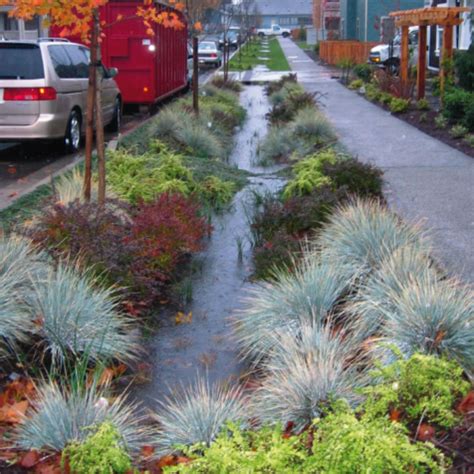 Gardening For Rainwater: Creating a Rain Garden | Save Tarrant Water