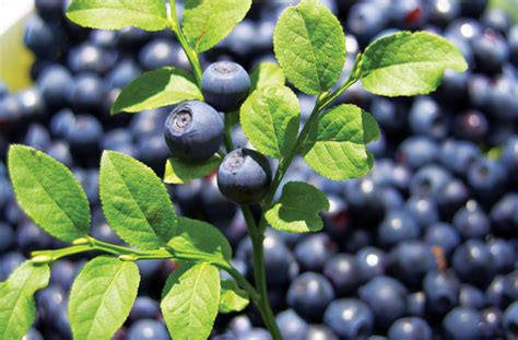 8 Must Know Surprising Health Benefits of Bilberry for Kids